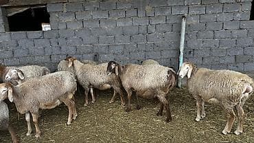 Продаю | Овца (самка) | Для разведения | Племенные at lalafo.kg Продаю | Овца (самка) | Для разведения | Племенные