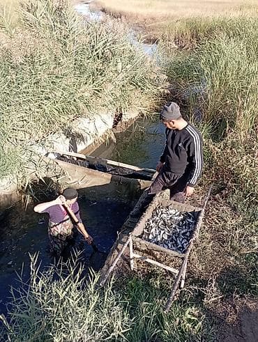 Lotus: Малёк Толстолобик Карп Амур принимаем заказы на очередь есть машина с at lalafo.kg — 4 Lotus: Малёк Толстолобик Карп Амур принимаем заказы на очередь есть машина с — 4