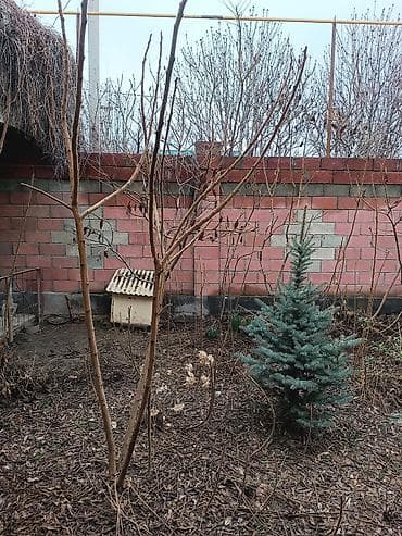 Самовывоз, Платная доставка at lalafo.kg Самовывоз, Платная доставка