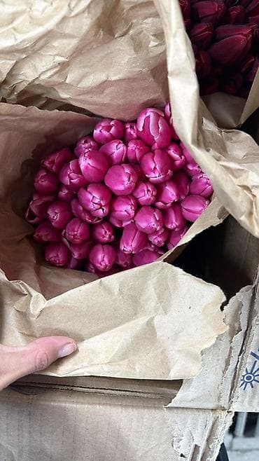 Бонбоньерки: Тюльпаны срезанные, свежие, плотный бутон. - Цвета: ярко-розовый и at lalafo.kg — 1 Бонбоньерки: Тюльпаны срезанные, свежие, плотный бутон. - Цвета: ярко-розовый и — 1