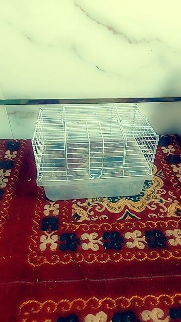 Клетка + 1 хомячок всего за 550 сом спешите. хомячки здоровые at lalafo.kg Клетка + 1 хомячок всего за 550 сом спешите. хомячки здоровые