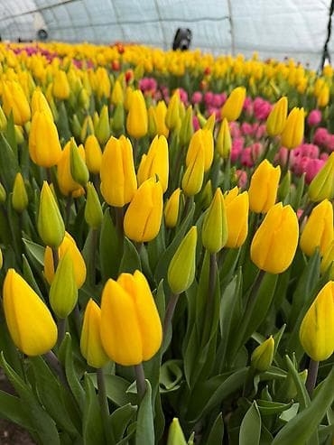 Тюльпаны из теплицы — свежесрезанные, крупный бутон, крепкий стебель at lalafo.kg — 1 Тюльпаны из теплицы — свежесрезанные, крупный бутон, крепкий стебель — 1