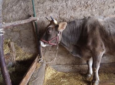 Ковролин: Сатам | Уй (ургаачы) | Швиц | Көбөйтүү үчүн | Бооз lalafo.kg да — 2 Ковролин: Сатам | Уй (ургаачы) | Швиц | Көбөйтүү үчүн | Бооз — 2