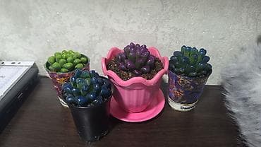 Суккуленты и кактусы в горшках — декоративные мини-композиции для дома at lalafo.kg Суккуленты и кактусы в горшках — декоративные мини-композиции для дома