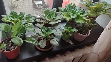 Здравствуйте ребёнак балеит дсп нуждаюца в инвалидная коляски купить at lalafo.kg Здравствуйте ребёнак балеит дсп нуждаюца в инвалидная коляски купить