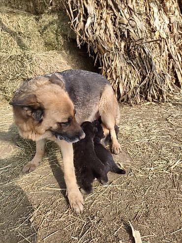 Щенки немецкой овчарки - Помет от породистой немецкой овчарки (мать at lalafo.kg Щенки немецкой овчарки - Помет от породистой немецкой овчарки (мать