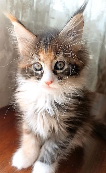 Котята Мейн-кун мальчик и девочка. Возраст 5 недель для души под at lalafo.kg Котята Мейн-кун мальчик и девочка. Возраст 5 недель для души под