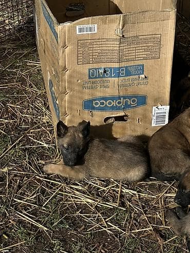 Щенки Бельгийский овчарки - Порода по типу — короткошёрстные at lalafo.kg Щенки Бельгийский овчарки - Порода по типу — короткошёрстные