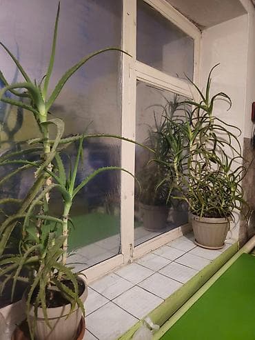Продаю алоэ 5лет и 7лет по 500сом at lalafo.kg Продаю алоэ 5лет и 7лет по 500сом