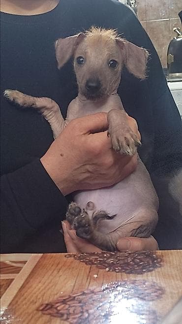 Acura: Ит бекер берилет: 2 айлык, Эркек lalafo.kg да — 3 Acura: Ит бекер берилет: 2 айлык, Эркек — 3