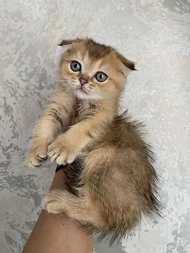Предлагается к продаже Шотландский вислоухий котёнок (Scottish Fold) at lalafo.kg Предлагается к продаже Шотландский вислоухий котёнок (Scottish Fold)