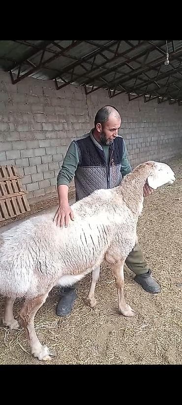 Продаю | Баран (самец) | Для разведения | Племенные at lalafo.kg Продаю | Баран (самец) | Для разведения | Племенные