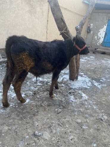 Продаю | Бык (самец) | На откорм | Привязанные at lalafo.kg Продаю | Бык (самец) | На откорм | Привязанные