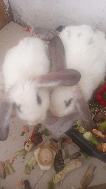 Породные декоративные кролики-бараны (лопоухие). - Окрас: в основном at lalafo.kg Породные декоративные кролики-бараны (лопоухие). - Окрас: в основном