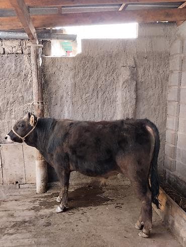 Продаю | Бык (самец) | На откорм | Привязанные at lalafo.kg Продаю | Бык (самец) | На откорм | Привязанные