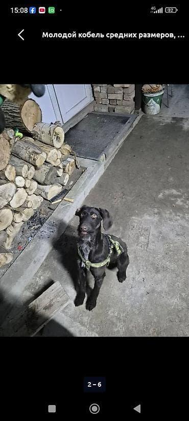 Курцхаар, 10 месяцев, Самка at lalafo.kg Курцхаар, 10 месяцев, Самка