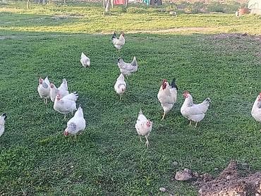 Адлер таза кандуу жумурткасы сатылат at lalafo.kg Адлер таза кандуу жумурткасы сатылат