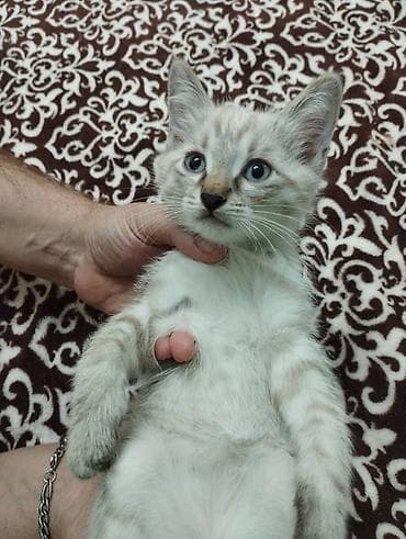 Ищут дом котята.Им 2 месяца.Были найдены новорожденными в кустах с at lalafo.kg Ищут дом котята.Им 2 месяца.Были найдены новорожденными в кустах с