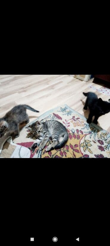 Ковролин: 1 айлык, Эркек, Лотокко барууга үйрөтүлгөн lalafo.kg да — 2 Ковролин: 1 айлык, Эркек, Лотокко барууга үйрөтүлгөн — 2