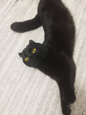 Скотиш Фолд (Шотландская вислоухая), 2 года, Мальчик, Черный, Кастрирована, Приучена к лотку, Проглистована at lalafo.kg Скотиш Фолд (Шотландская вислоухая), 2 года, Мальчик, Черный, Кастрирована, Приучена к лотку, Проглистована