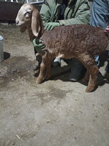 Продаю | Козлёнок | Для разведения at lalafo.kg Продаю | Козлёнок | Для разведения
