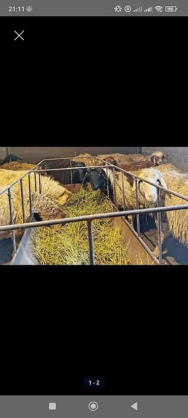 Продаю | Ягненок at lalafo.kg Продаю | Ягненок