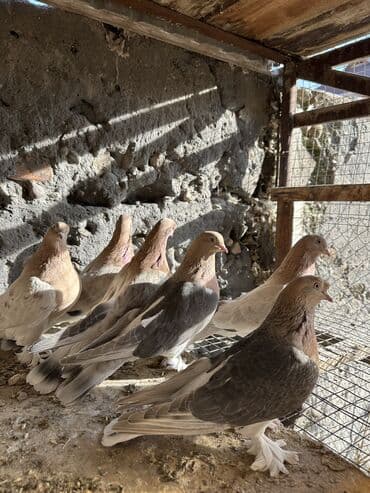 Продаю голубей!!!! На фото представлены голуби разных пород. Цены на at lalafo.kg Продаю голубей!!!! На фото представлены голуби разных пород. Цены на