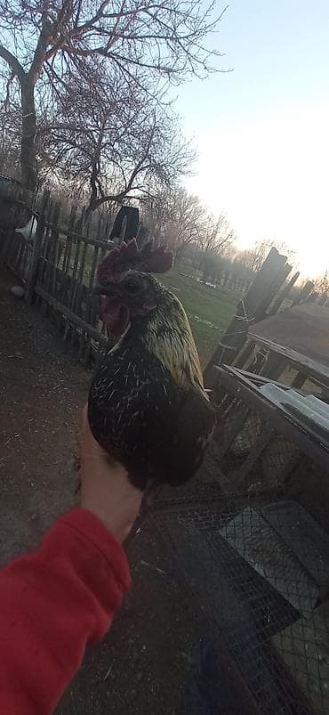 Продаю | Петух | Для разведения at lalafo.kg Продаю | Петух | Для разведения