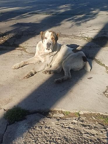 Алабай, 3 года, Самец at lalafo.kg Алабай, 3 года, Самец