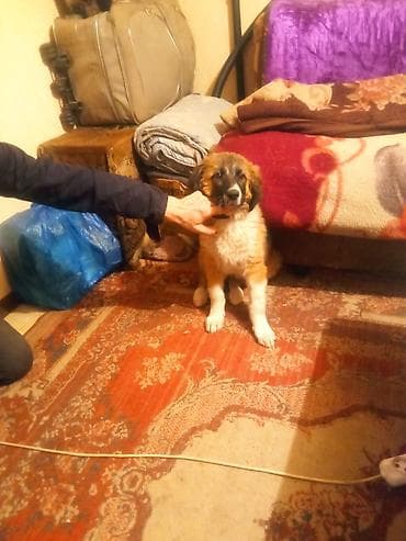 Собака даром: Сенбернар, 3 месяца, Самка, С прививкой at lalafo.kg Собака даром: Сенбернар, 3 месяца, Самка, С прививкой