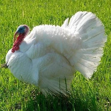 Derways: Продаю | Индюшата | Для разведения | Племенные at lalafo.kg — 1 Derways: Продаю | Индюшата | Для разведения | Племенные — 1