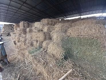 Беде. (клевер) 700 тюк. Баасы 400 сом. 2-чи чабык at lalafo.kg Беде. (клевер) 700 тюк. Баасы 400 сом. 2-чи чабык