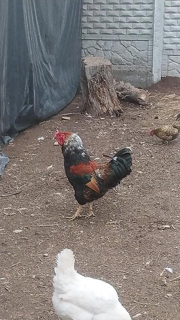 Продаю | Петух | Для разведения at lalafo.kg Продаю | Петух | Для разведения
