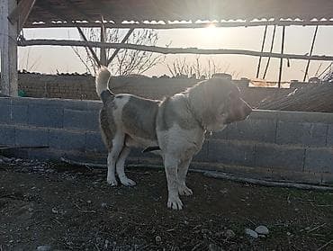 Алабай сатылат 1.5 жаш Крупная сторожевая собака (типа at lalafo.kg Алабай сатылат 1.5 жаш Крупная сторожевая собака (типа