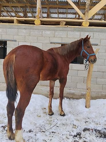 Продаю | Конь (самец) | Полукровка | Рабочий | Мерин at lalafo.kg Продаю | Конь (самец) | Полукровка | Рабочий | Мерин