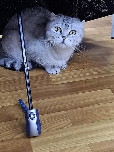 Күсөндөр: Мышык бекер берилет: Экзотикалык, 3 жаш, Ургаачы lalafo.kg да — 1 Күсөндөр: Мышык бекер берилет: Экзотикалык, 3 жаш, Ургаачы — 1