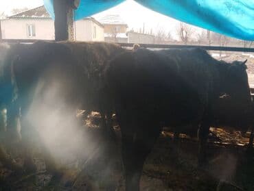 Ковролин: Сатам | Бука (эркек) | Бордоп семиртүү үчүн | Байланган lalafo.kg да — 2 Ковролин: Сатам | Бука (эркек) | Бордоп семиртүү үчүн | Байланган — 2