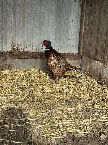 Продаю фазанов охотничий породы,прошлогодние,пара самец и самка,цена at lalafo.kg Продаю фазанов охотничий породы,прошлогодние,пара самец и самка,цена