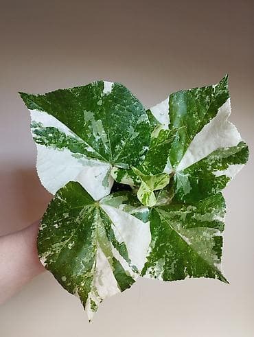 В продаже Вариегатный Липовидный Гибискус at lalafo.kg В продаже Вариегатный Липовидный Гибискус