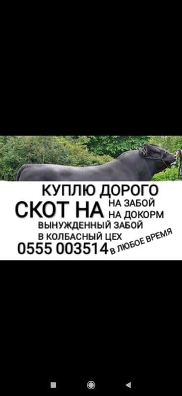 Куплю | Коровы, быки, Лошади, кони, Другие с/х животные | Круглосуточно, Любое состояние, Забитый at lalafo.kg Куплю | Коровы, быки, Лошади, кони, Другие с/х животные | Круглосуточно, Любое состояние, Забитый
