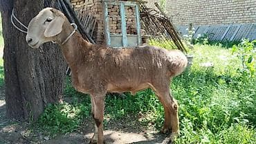 Продаю | Баран (самец) | Для разведения at lalafo.kg Продаю | Баран (самец) | Для разведения