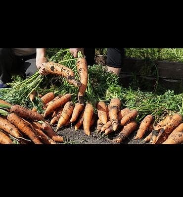 Морковь В розницу at lalafo.kg Морковь В розницу