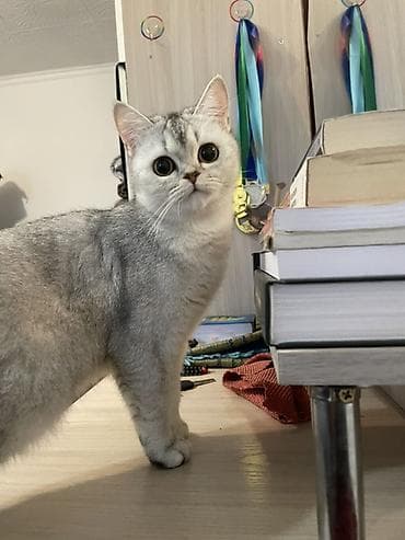 Скотиш страйт, окрас шиншилла (silver shaded). - Породные черты at lalafo.kg — 1 Скотиш страйт, окрас шиншилла (silver shaded). - Породные черты — 1