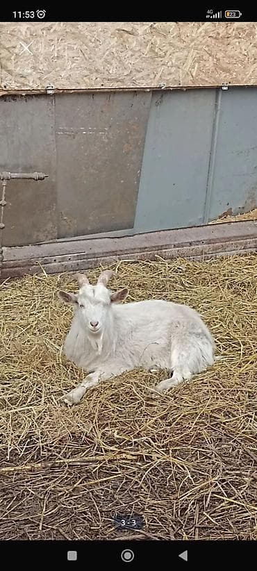 Продаю | Козёл (самец) | Зааненская | Для разведения | Осеменитель at lalafo.kg Продаю | Козёл (самец) | Зааненская | Для разведения | Осеменитель