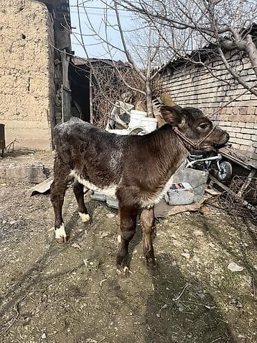 Продаю | Бык (самец) | Бельгийская | На откорм | Привязанные at lalafo.kg Продаю | Бык (самец) | Бельгийская | На откорм | Привязанные