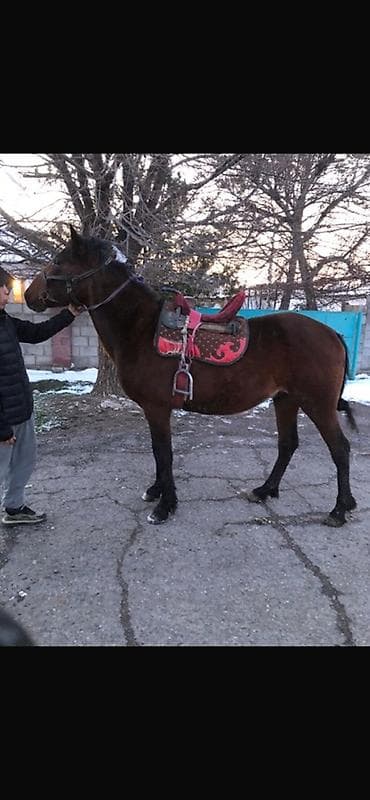 Продаю | Конь (самец) | Рабочий at lalafo.kg Продаю | Конь (самец) | Рабочий