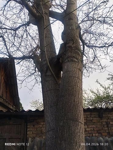 Продаю дерево орех и елка больше 10 лет договорная at lalafo.kg Продаю дерево орех и елка больше 10 лет договорная