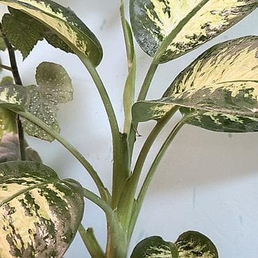 Диффенбахия мармеладная (пестролистная форма) - Комнатное at lalafo.kg Диффенбахия мармеладная (пестролистная форма) - Комнатное