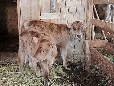 Продаю | Бык (самец) | Для разведения | Племенные at lalafo.kg Продаю | Бык (самец) | Для разведения | Племенные