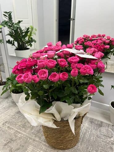 LDV: Кустовая роза в кашпо - Пышная композиция из ярко‑малиновых кустовых lalafo.kg да — 1 LDV: Кустовая роза в кашпо - Пышная композиция из ярко‑малиновых кустовых — 1